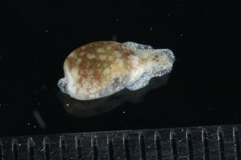 Media type: image;   Malacology 393728 Description: live specimen;